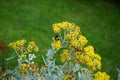 Bumblebee on flowers Jacobaea maritima. Berlin, Germany